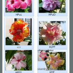 tropical-hibiscus-cutting-for-sale