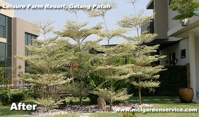 Garden Design Firm Johor