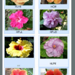 tropical-hibiscus-cutting-for-sale