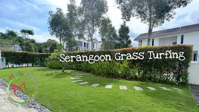 Serangoon Carpet Grass Turfing